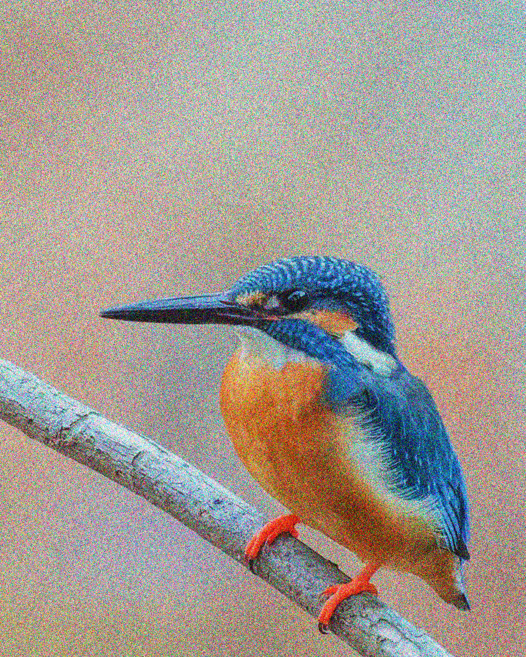 AVES DE CHILE