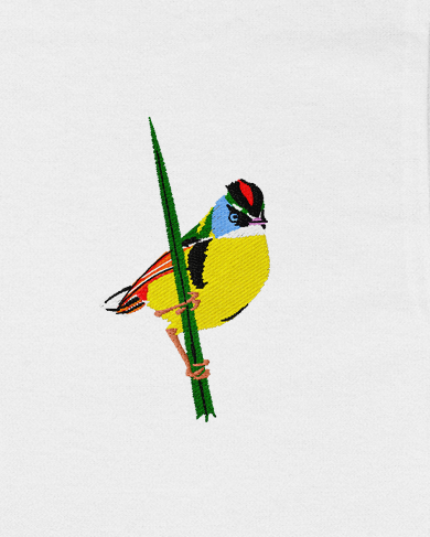 Polera Aves de Chile | Tachurí sietecolores